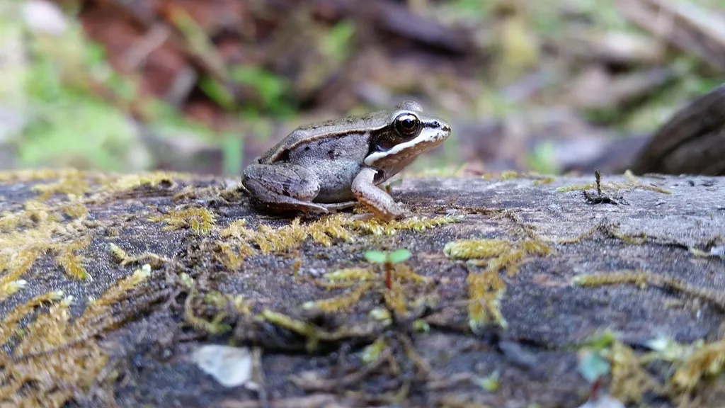 WIlliston River WoodFrog4