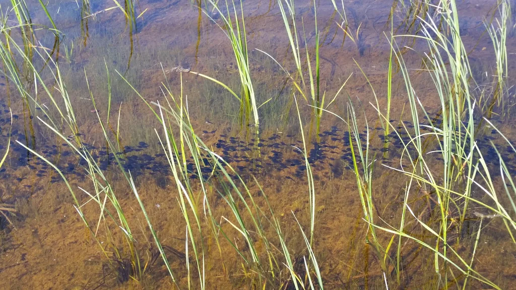 WIlliston River WToad2