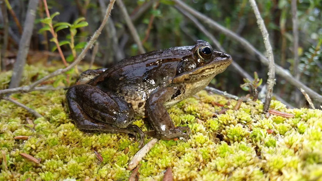 Wiliston River Frog