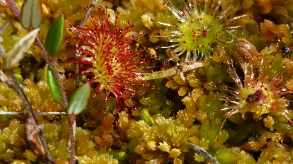 Wiliston River Sundew