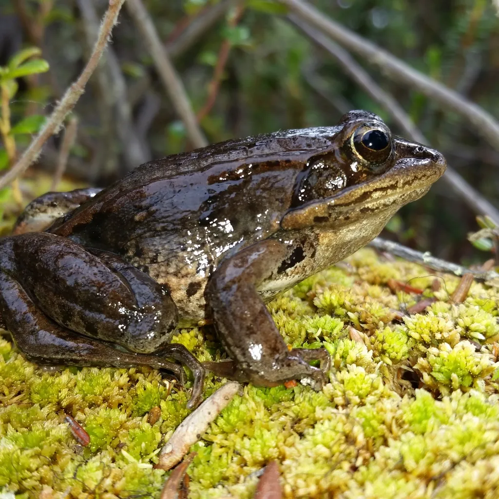Fish and Wildlife Compensation Program Amphibian Wetland Connectivity Along the Williston Reservoir